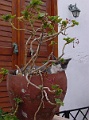 Naxos Katze 1 im Blumentopf